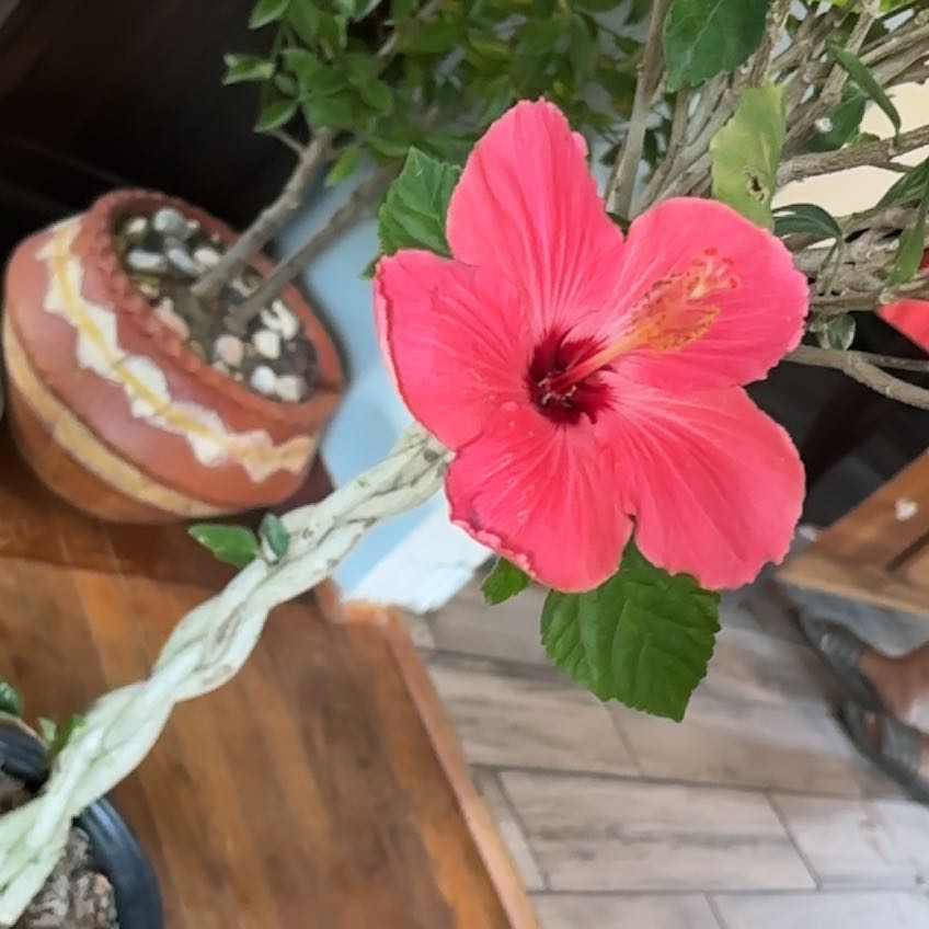 Photo of the plant species Braided Hibiscus by @PeerlessBeans62 named Lebron on Greg, the plant care app