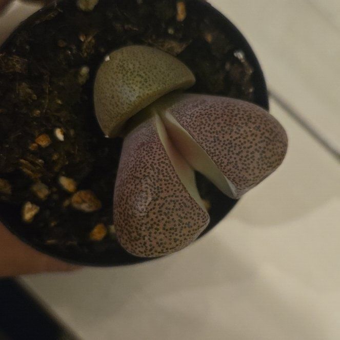 Photo of the plant species Royal Flush Split Rock by @BestSucc84 named Harmony on Greg, the plant care app
