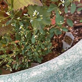 Photo of the plant species Chamaesyce by @ShinyCatnip58 named Leaf Erickson on Greg, the plant care app
