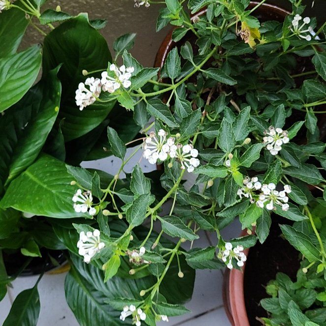 Photo of the plant species White Lantana by @CivilSilverlady named Fernie Mac on Greg, the plant care app