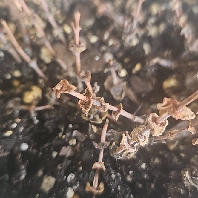 Photo of the plant species Sand Pygmyweed by @QuemefulRhodora named Harry on Greg, the plant care app