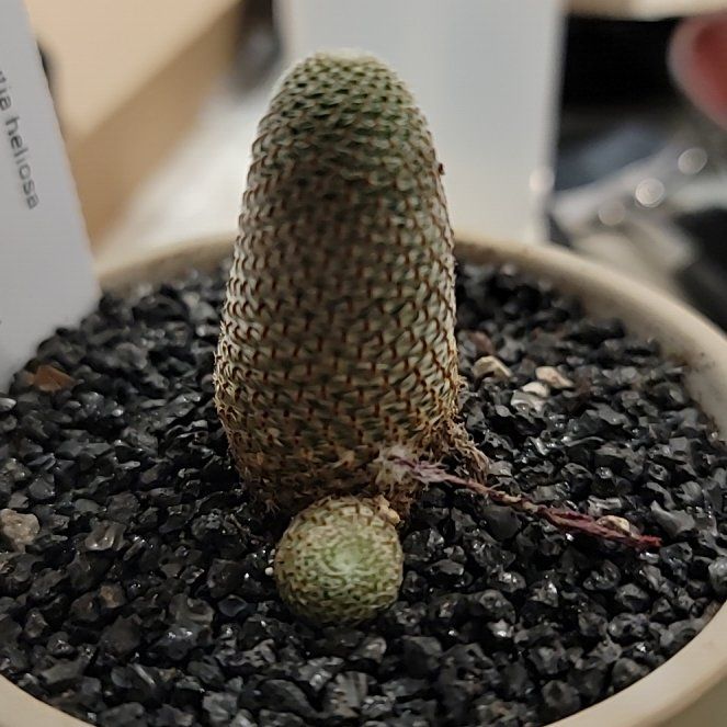 Photo of the plant species Rebutia Heliosa by @BestOakmoss37 named Surya on Greg, the plant care app