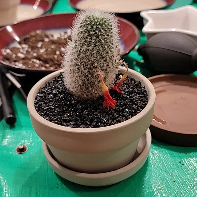 Photo of the plant species Rebutia miniscula by @BestOakmoss37 named Elina on Greg, the plant care app