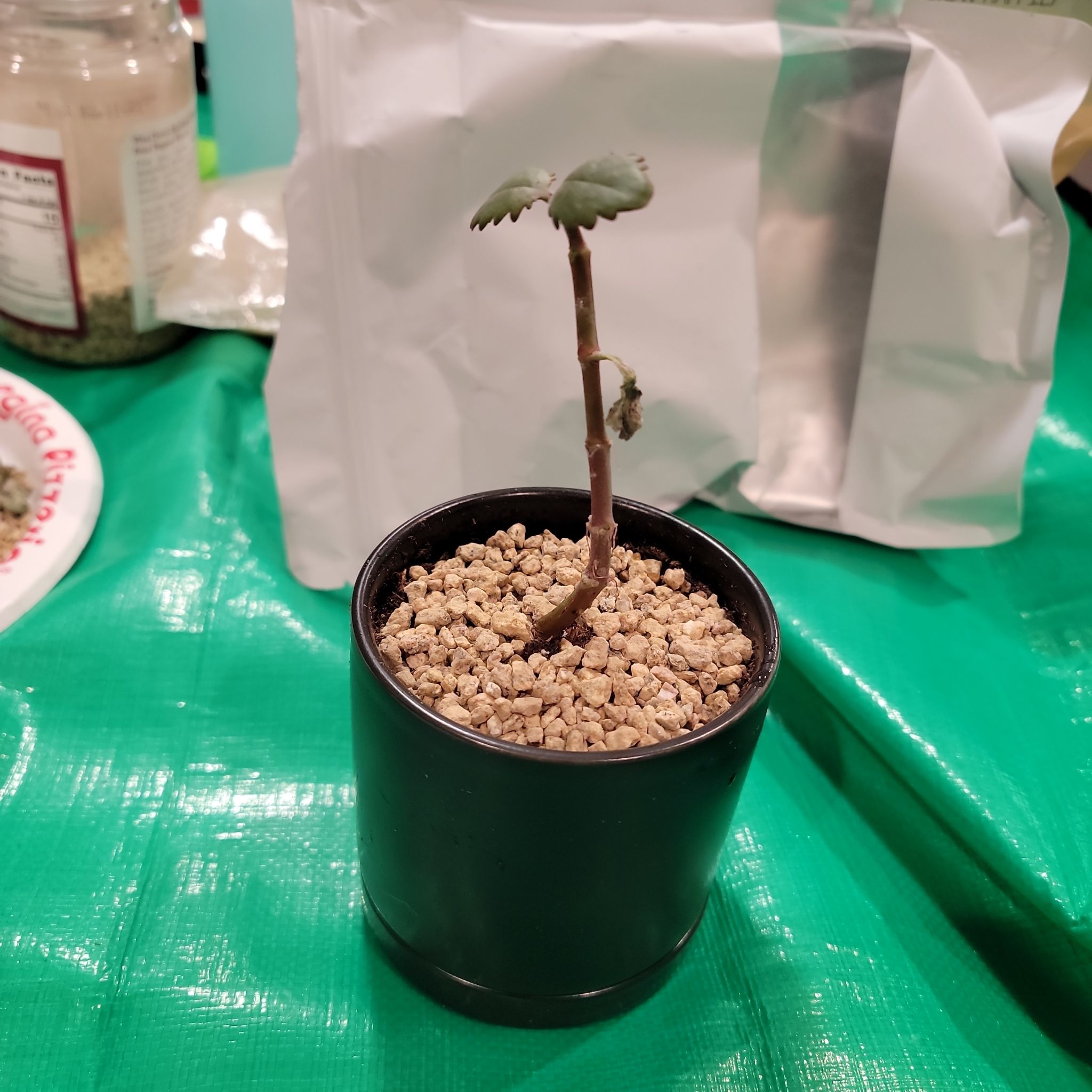 Photo of the plant species Kalanchoe sexangularis by @BestOakmoss37 named Forrest on Greg, the plant care app