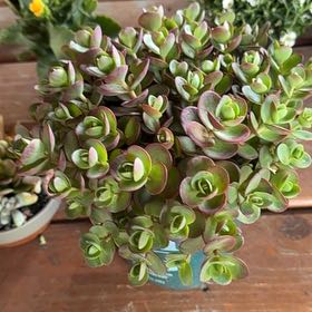 Photo of the plant species Sedum Sunsparkler 'WildFire' by @YoungCalathea86 named Daphne on Greg, the plant care app