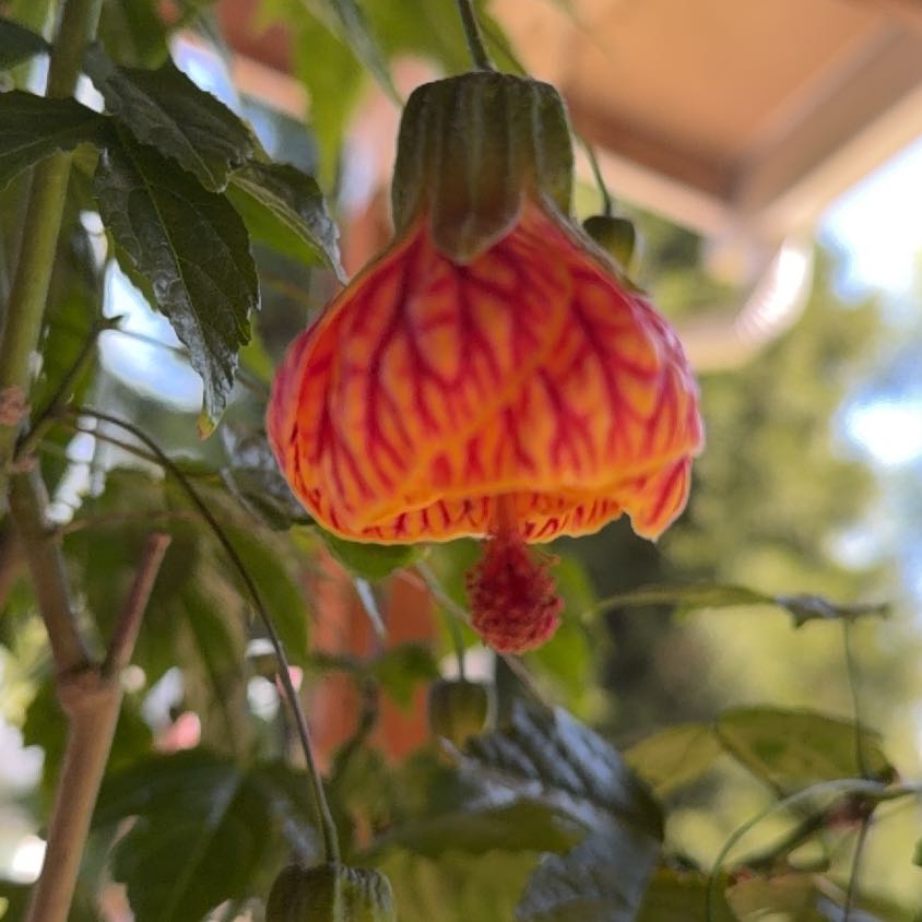 Photo of the plant species Abutilon Pictum by @YoungCalathea86 named Einstein on Greg, the plant care app