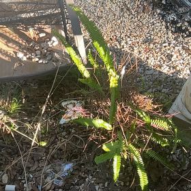 Photo of the plant species Deer Fern by @LordSugarvine17 named Rosa on Greg, the plant care app