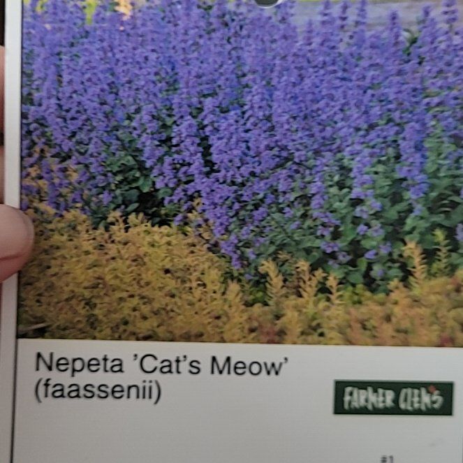 Photo of the plant species Faassen's Catnip by @RightlyCowpea91 named Osmo on Greg, the plant care app