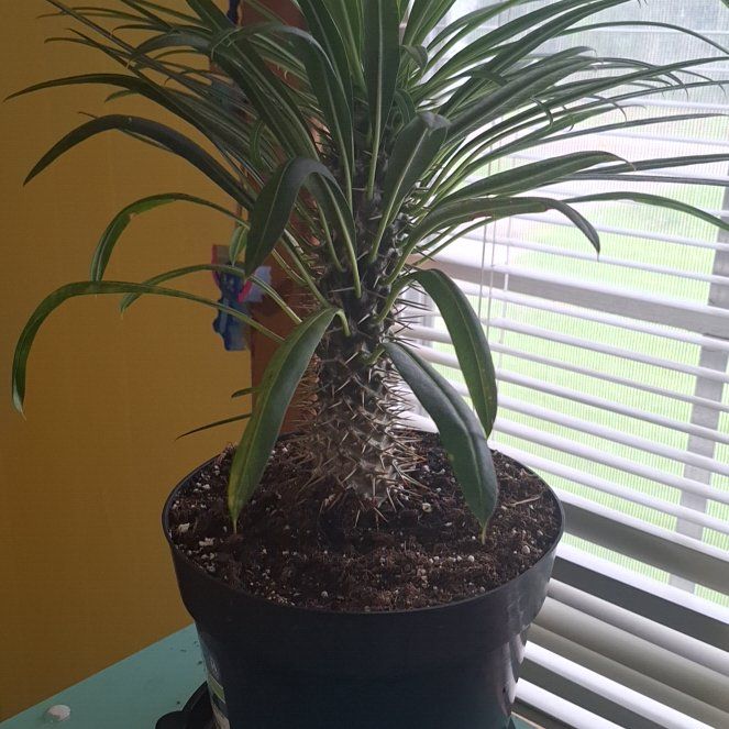 Photo of the plant species Madagascar Palm by @LightRosemary61 named Kevin on Greg, the plant care app
