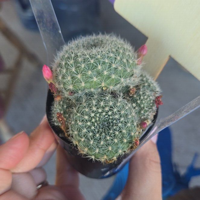 Photo of the plant species Rebutia miniscula by @BraveChisme7 named Pax on Greg, the plant care app