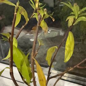 Photo of the plant species Daphne by @SlinkySnowpeas named Naomi on Greg, the plant care app