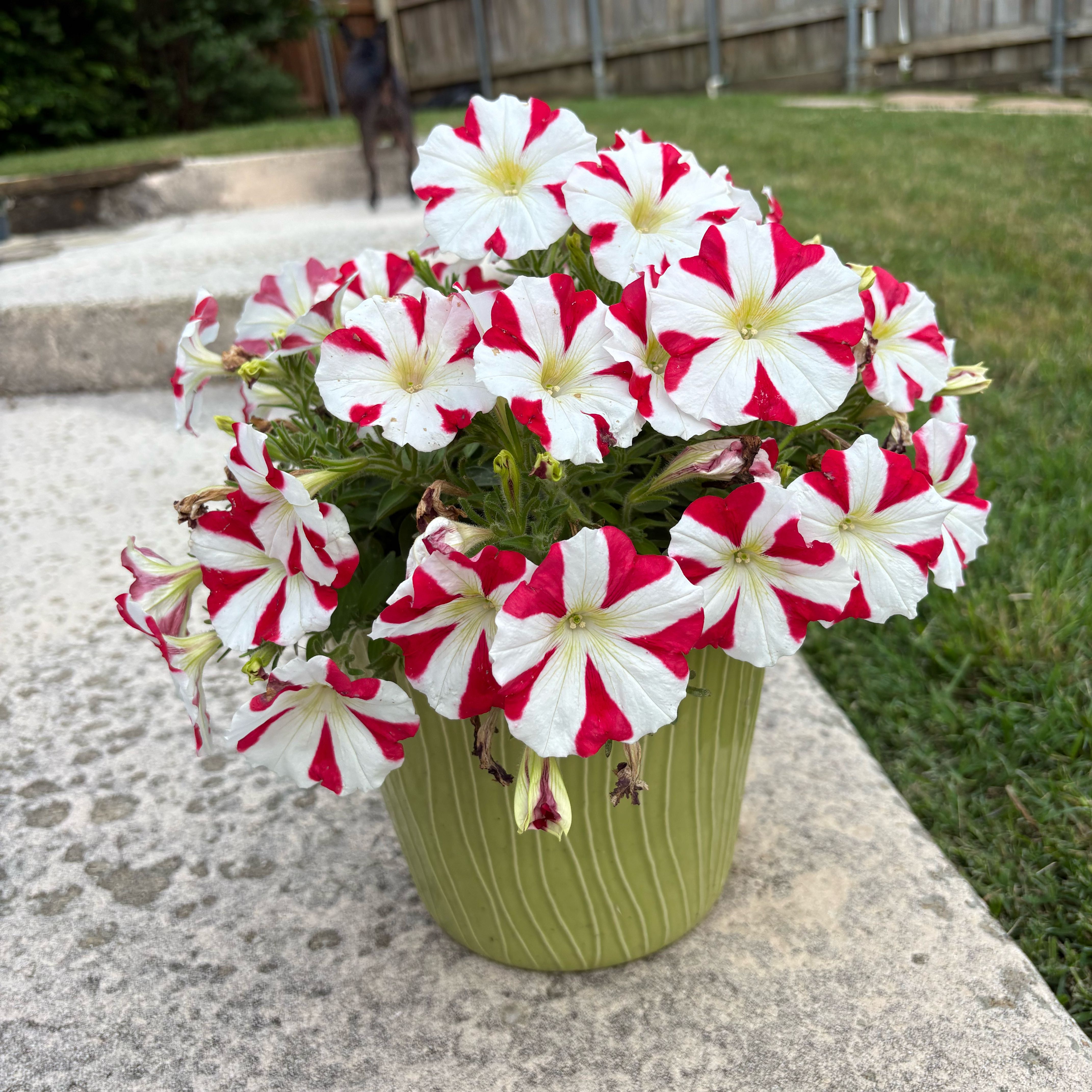 Photo of the plant species Surfinia Petunia by @SincereCaucalis named Peppermint Petunia on Greg, the plant care app