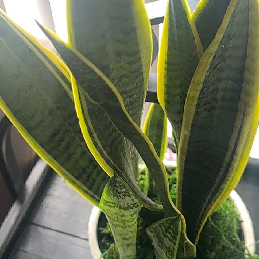 Photo of the plant species Sansevieria Robusta by @NobleDatepalm51 named Daphne on Greg, the plant care app