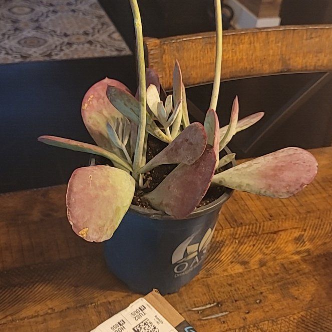 Photo of the plant species Cotyledon Passions Heart by @BraveChisme51 named Luna on Greg, the plant care app