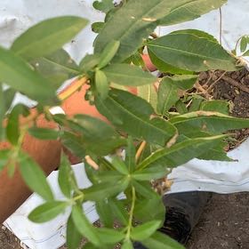 Photo of the plant species Alligatorweed by @OfficialHoya61 named Fernie Saunders on Greg, the plant care app