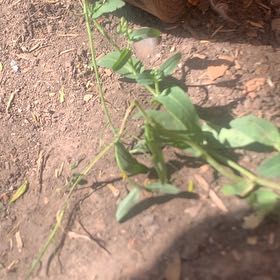 Photo of the plant species Oil Lettuce by @OfficialHoya61 named Osmo on Greg, the plant care app
