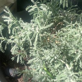 Photo of the plant species Cotton Lavender by @OfficialHoya61 named Rosa on Greg, the plant care app