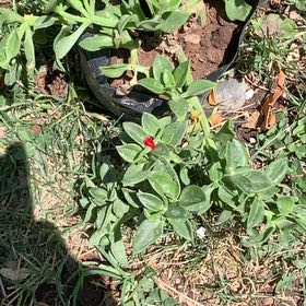 Photo of the plant species Red Chickweed by @OfficialHoya61 named Mochi on Greg, the plant care app