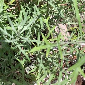 Photo of the plant species Tarragon by @OfficialHoya61 named Terra on Greg, the plant care app