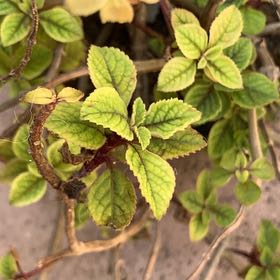 Photo of the plant species Speckled Spur Flower by @OfficialHoya61 named McKinley on Greg, the plant care app