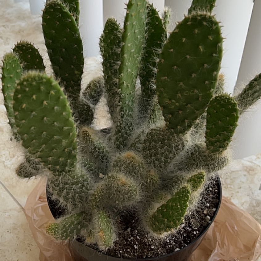 Photo of the plant species Prickly Pear Snow by @HotWatermint67 named Michelle Branch on Greg, the plant care app