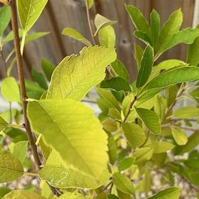 Photo of the plant species The Bride by @FirstHeather78 named Mochi on Greg, the plant care app