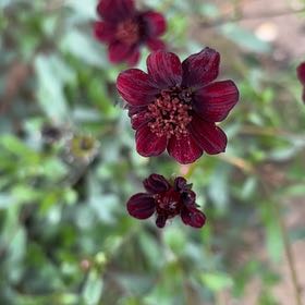 Photo of the plant species Chocolate Cosmos by @FirstHeather78 named Sigmund on Greg, the plant care app