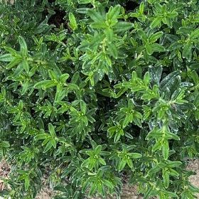 Photo of the plant species Perennial Savory by @FirstHeather78 named Sage on Greg, the plant care app