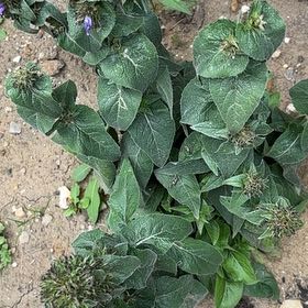 Photo of the plant species Campanula glomerata subsp. subcapitata by @FirstHeather78 named ChloroPhil on Greg, the plant care app