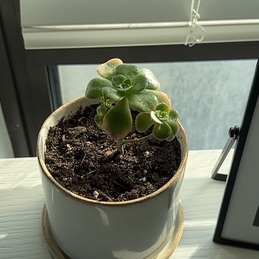 Photo of the plant species Green Pinwheel by @SupportiveCat named Ronaldo on Greg, the plant care app