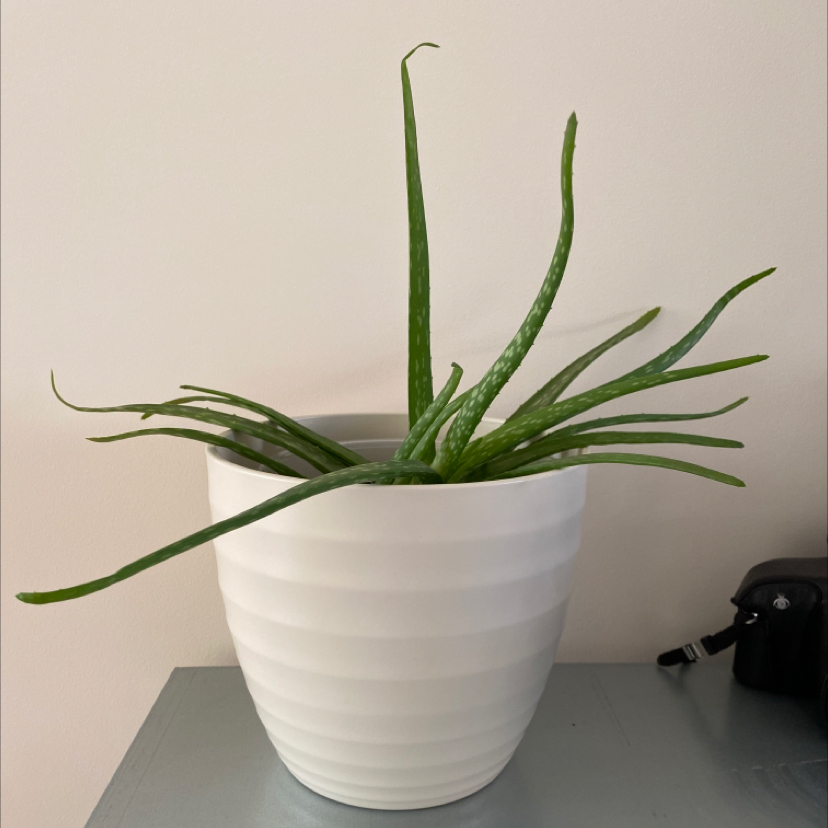 Aloe vera plant photo by @faithiweddle named Sid on Greg, the plant care app.