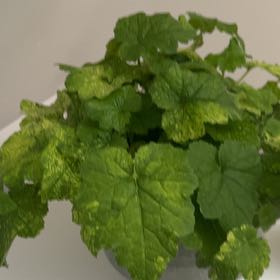 Photo of the plant species Pick-a-Back-Plant by @NovelCoconut36 named Plato on Greg, the plant care app