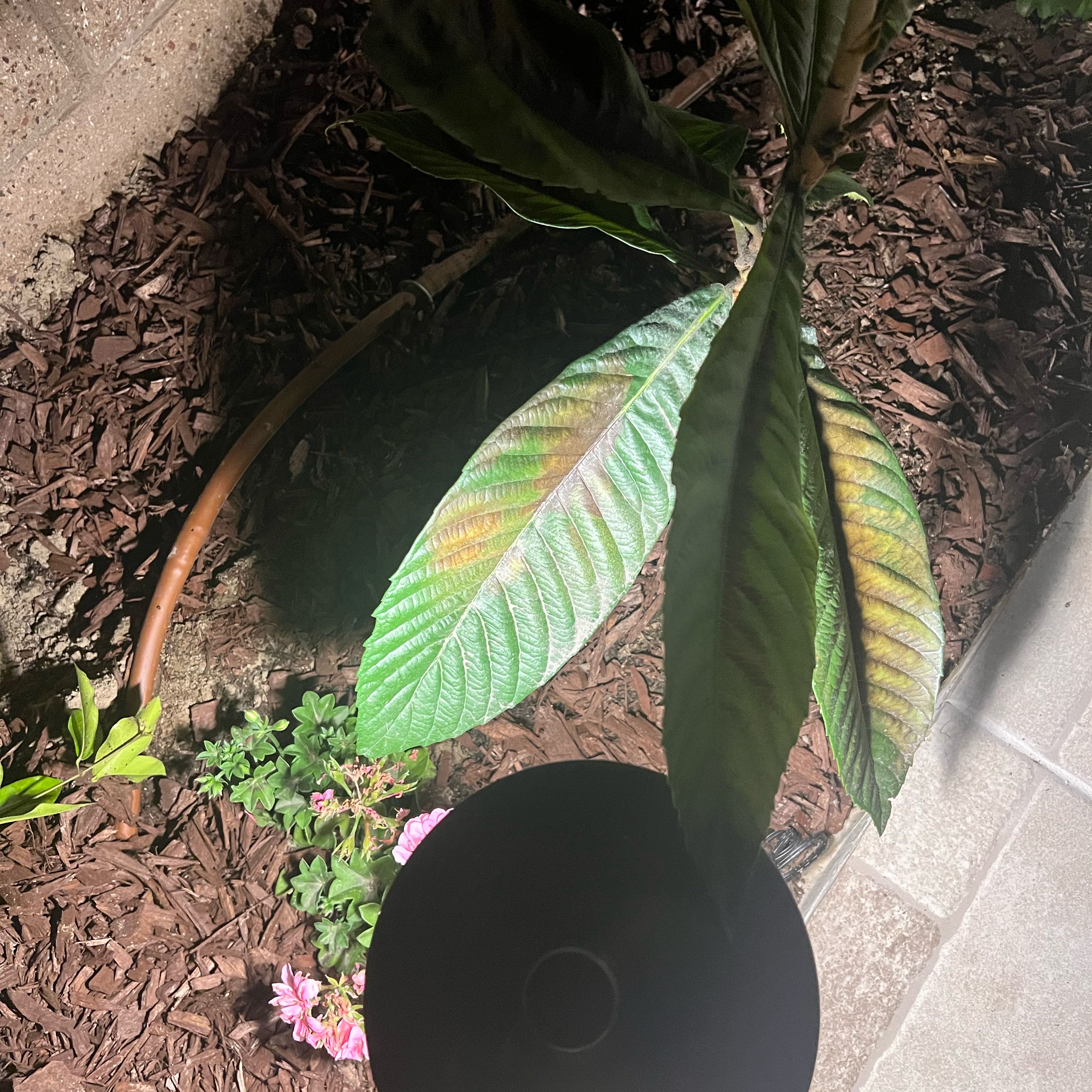 Photo of the plant species Loquat by @AdmirableCacto named Osmo on Greg, the plant care app