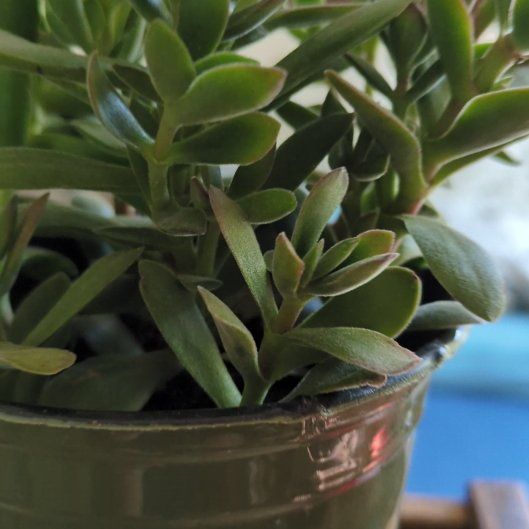 Photo of the plant species Crassula platyphylla 'Mini' by @HotBluegrama61 named Denali on Greg, the plant care app