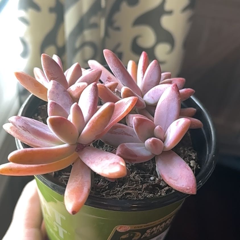 Photo of the plant species Graptoveria 'Blue Pearl' by @SilkenRedpagoda named Orwell on Greg, the plant care app