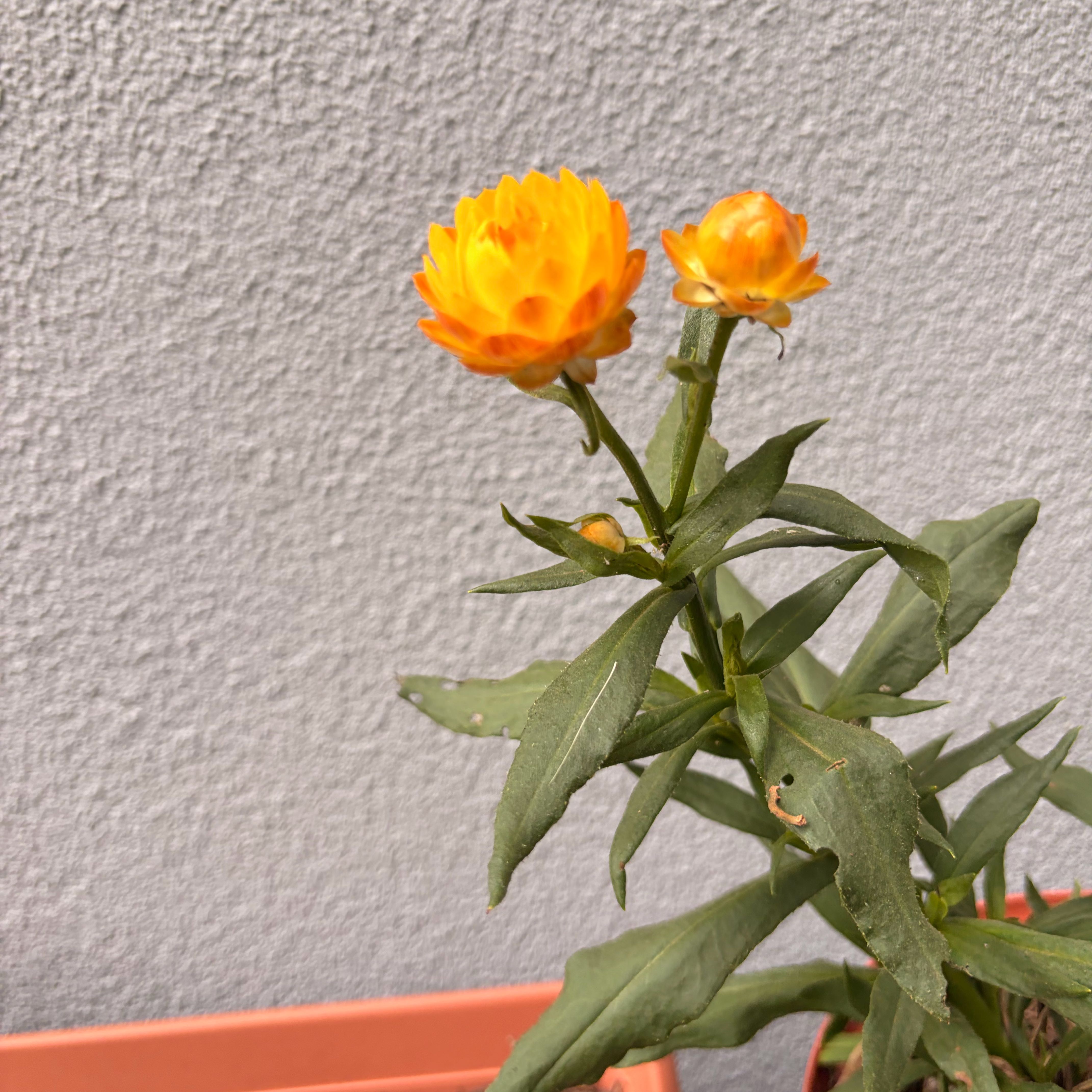 Photo of the plant species Strawflower by @lilytaylor_1 named Nemo on Greg, the plant care app