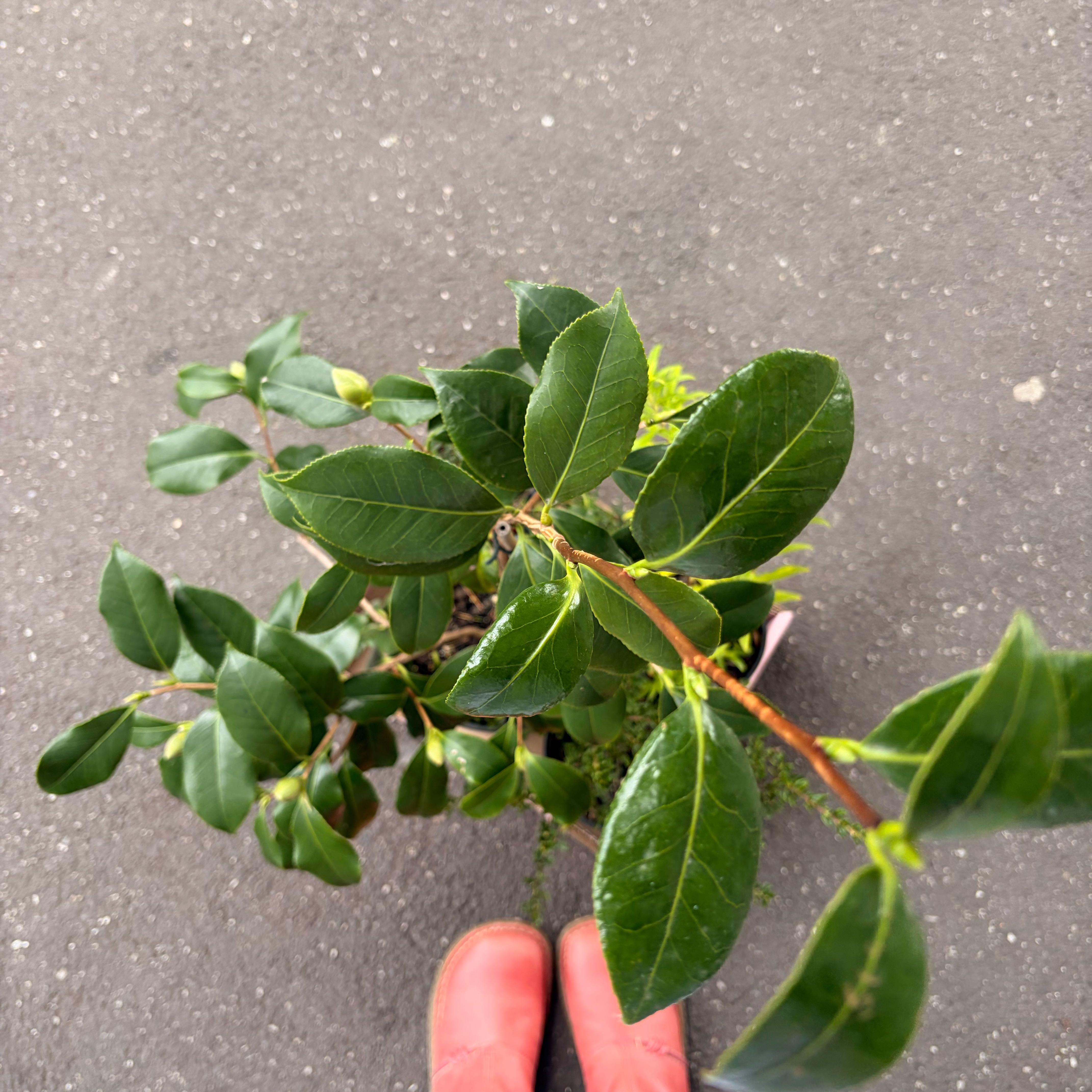 Photo of the plant species Camellia by @lilytaylor_1 named Kardashian on Greg, the plant care app