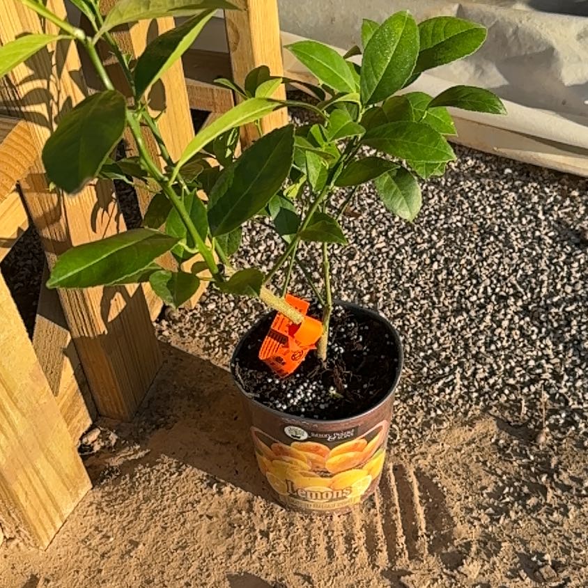 Photo of the plant species Lime Plant by @ChicMango70 named Zion on Greg, the plant care app