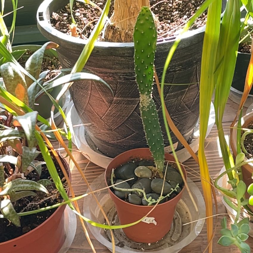 Photo of the plant species Prickly Pear Cactus by Vonn named Einstein on Greg, the plant care app