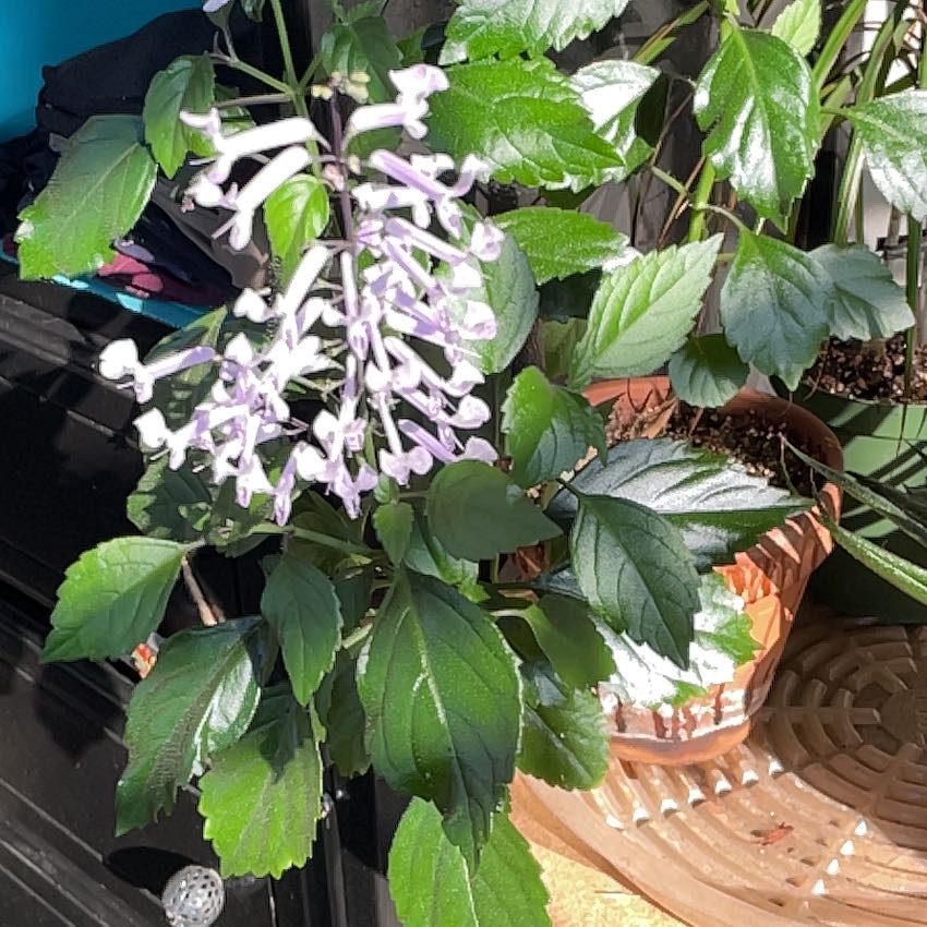 Photo of the plant species Zulu Spurflower by Vonn named Dolores on Greg, the plant care app