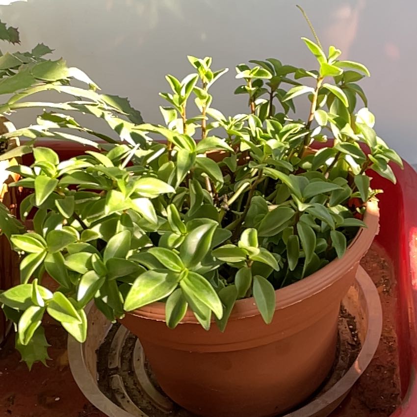 Photo of the plant species Arid-Land Peperomia by Vonn named Pepper on Greg, the plant care app