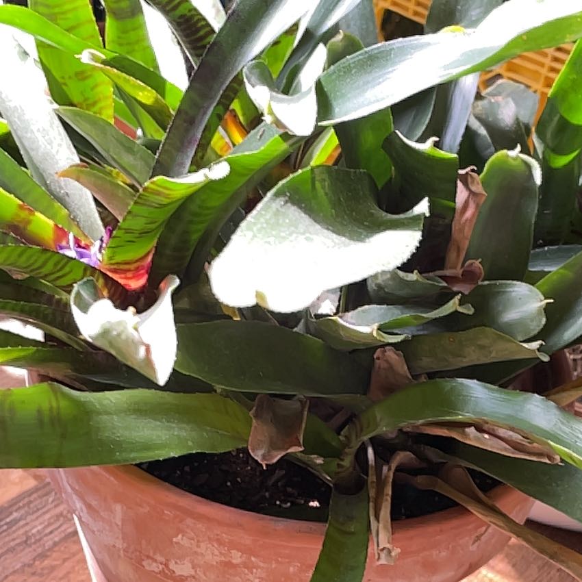 Photo of the plant species Bromeliad by Vonn named Luna on Greg, the plant care app