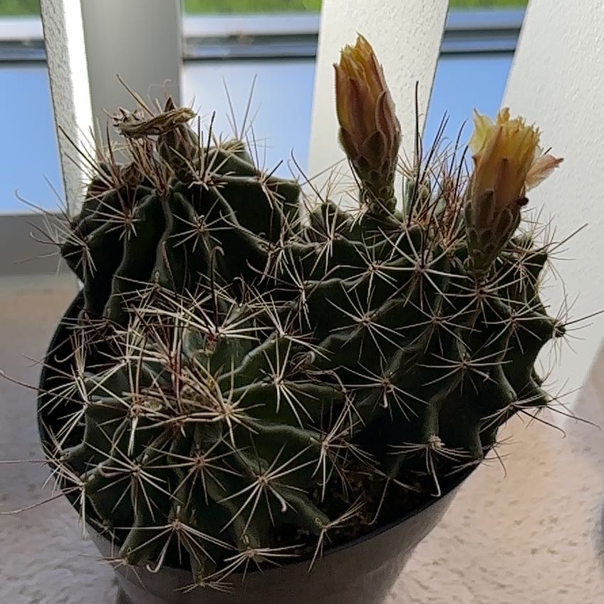 Photo of the plant species Hamatocactus by @UltraBroomsedge named 3 Little Pricks on Greg, the plant care app