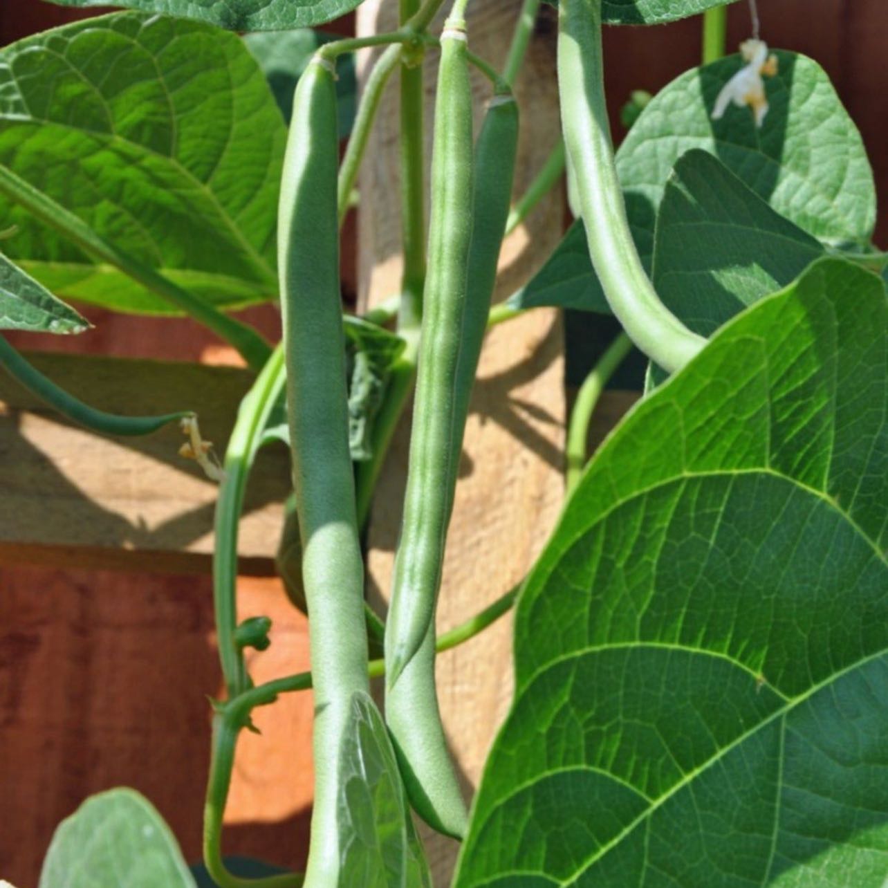 Photo of the plant species Blue Lake Bean by @AnewSpinyphlox named Sir Plancelot on Greg, the plant care app