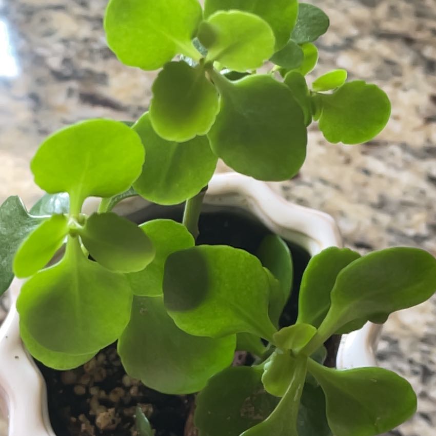 Photo of the plant species Assorted Kalanchoe by @PlantNonnie7 named Kalanchoe Villa on Greg, the plant care app