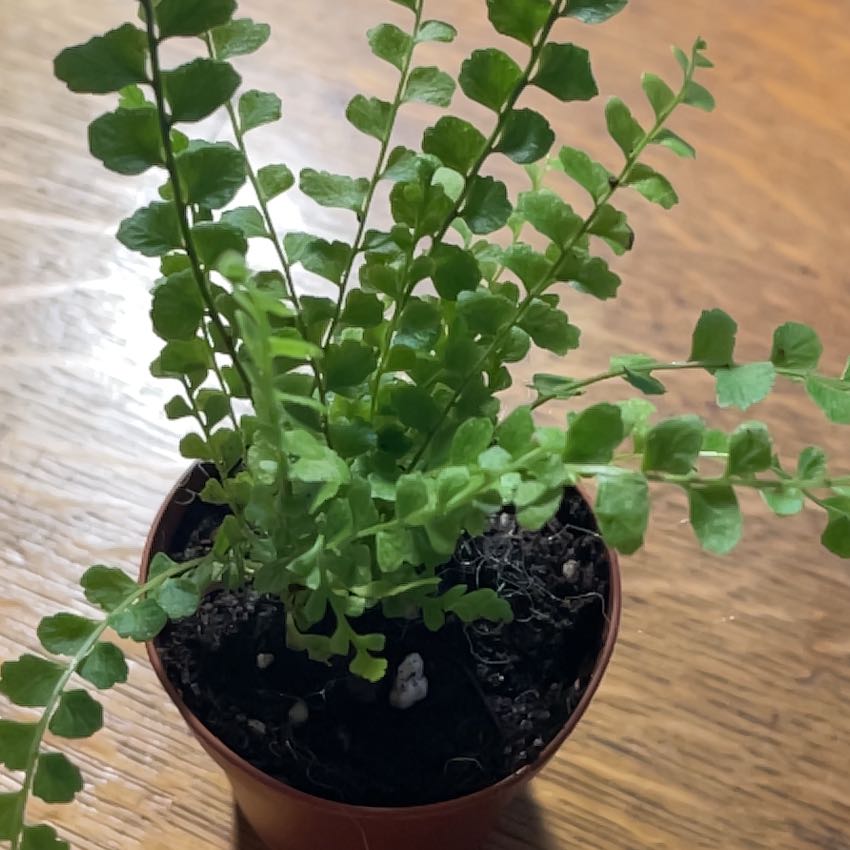 Photo of the plant species Maidenhair Spleenwort by @PlantNonnie7 named Leena on Greg, the plant care app