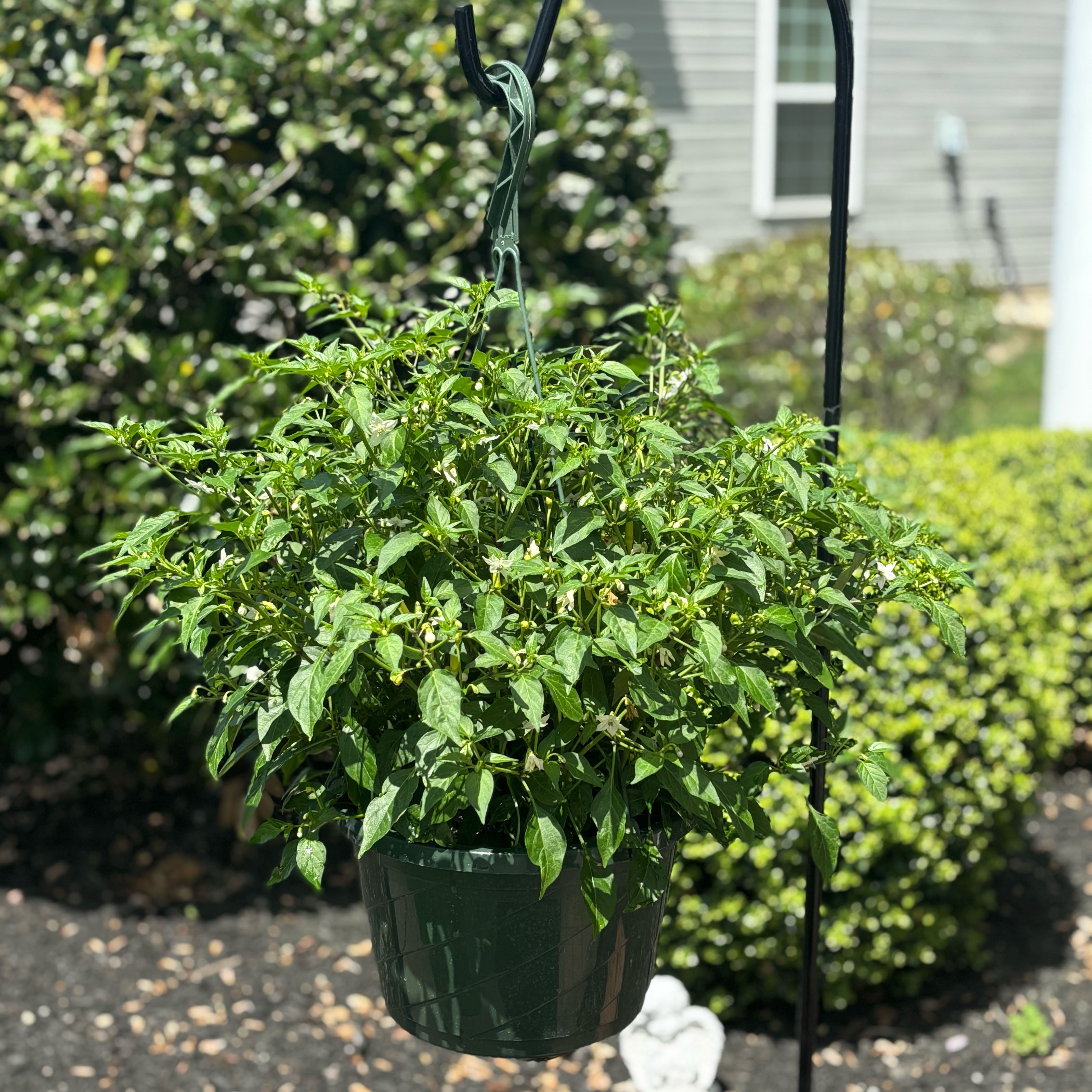 Photo of the plant species Basket of Fire Pepper by @TastyKiekie82 named Messi on Greg, the plant care app