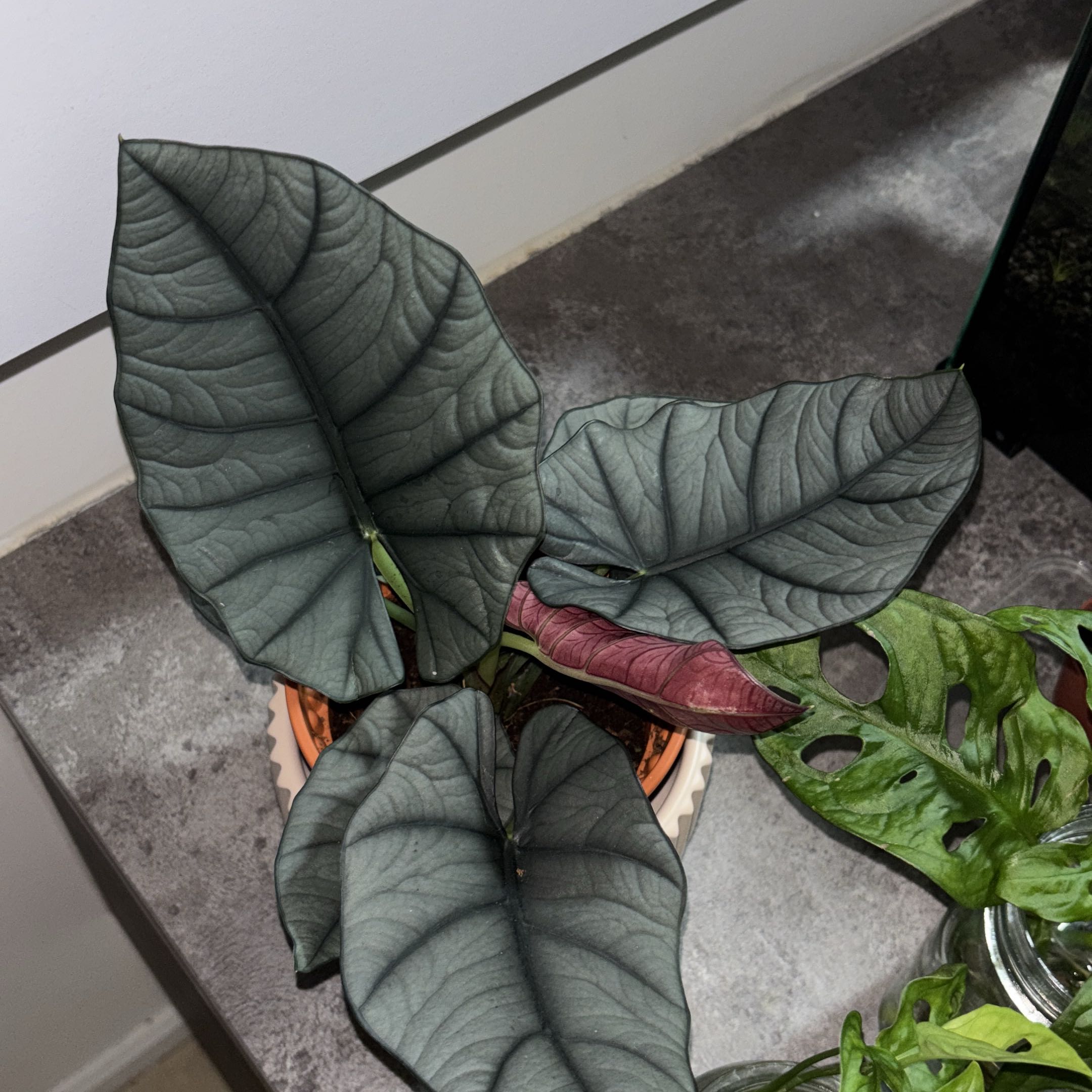 Photo of the plant species Alocasia Elaine by @NeatBroom43 named Elaine on Greg, the plant care app