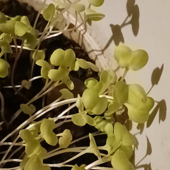Photo of the plant species Field Pennycress by @JoyousPuka20 named Denali on Greg, the plant care app