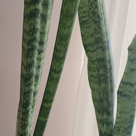 Photo of the plant species Black Sword by @TopAgboy36 named Lola on Greg, the plant care app